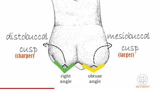 Permanent Maxillary 1st molar  Part 1 [upl. by Sugirdor]