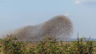 Redbilled Oxpecker Buphagus erythrorhynchus Bird Call  Stories Of The Kruger [upl. by Trey95]