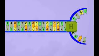 DNA replicationsimple animation [upl. by Eloc]