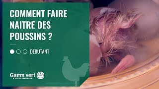 TUTO Comment faire naitre des poussins  Jardinerie Gamm vert [upl. by Vizzone]