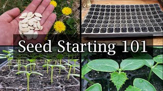 How To Start Vegetable Seeds  The Definitive Guide For Beginners [upl. by Naivaj]