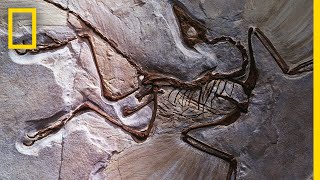 Fossils 101  National Geographic [upl. by Enyawal526]