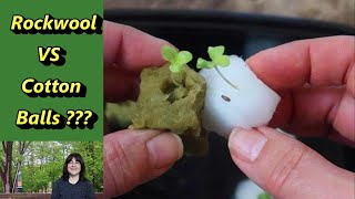 Germinating Seeds on Cotton Balls an alternative to rockwool for hydroponic growing Kratky too [upl. by Yenruoc]