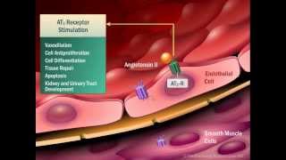 Renin Angiotensin Aldosterone System [upl. by Candice]