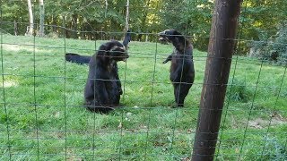 Spectacled Bear Feeding and Fighting  CERZA Parc des Safaris [upl. by Lanfri479]