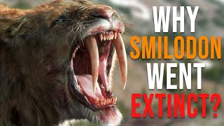 Why Did the SaberTooth Tiger Smilodon Go Extinct [upl. by Airetnahs720]