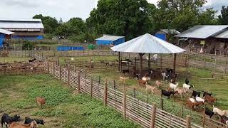 4th Dec 2019 Goat farming in Philippines [upl. by Aehtorod]