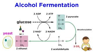 Anaerobic Respiration and Fermentation [upl. by Enywtna]