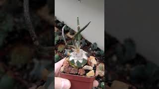 Astrophytum caputmedusae digitostigma [upl. by Lamaaj]