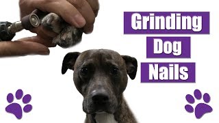 How To Use GrinderDremel For Dog Nails  Pet Grooming Tutorial [upl. by Tiffani965]