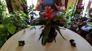 Bromeliad Indoor Care What to Know [upl. by Anaehr]