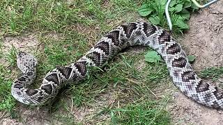 Timber rattlesnake vs Eastern diamondback [upl. by Aynat317]