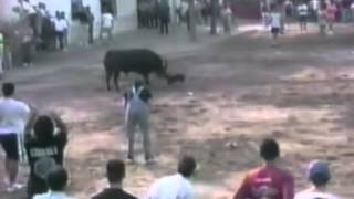 bull terrier vs toro bravo  YouTubeflv [upl. by Mercie]