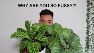 How To Care For Calathea  Houseplant Care Tips [upl. by Hoffert452]