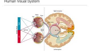 Introduction to Psychology 33 Sensation and Perception Vision [upl. by Eylhsa]