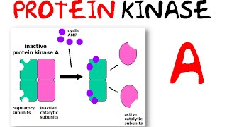 Protein kinase a [upl. by Greenquist854]