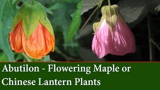 How to Grow Abutilons  The Flowering Maple or Chinese Lantern Plant [upl. by Bradleigh]