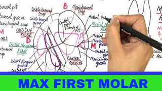 Maxillary Permanent First Molar  Tooth Morphology [upl. by Shandeigh]