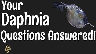 Daphnia Questions Answered [upl. by Zebada]