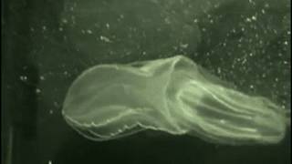 Comb jellyfish feeding [upl. by Daggett]