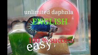 daphnia moina culture Easy way Unlimited production English  with sub Green water Chlorella [upl. by Onivag]