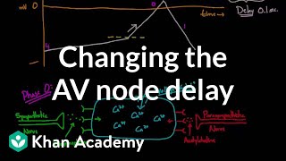 Changing the AV node delay  chronotropic effect  NCLEXRN  Khan Academy [upl. by Einallem657]