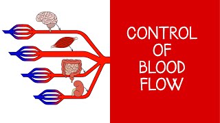 45 Cardiovascular Physiology Control of blood flow [upl. by Ellis425]