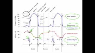 Wiggers Diagram [upl. by Anisamot]