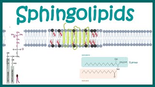 Sphingolipids  Chemical structure  biogenesis and function [upl. by Ennalyrehc368]