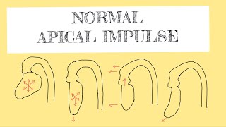 Normal apical impulse [upl. by Lehcin329]