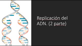 Replicación de ADN iniciación [upl. by Arette411]