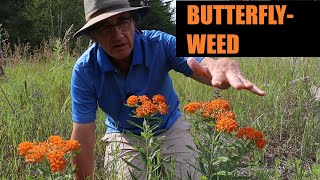 Butterflyweed Asclepias tuberosa Profile [upl. by Nnylyak]