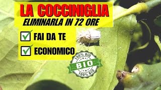 INSETTICIDA PER ELIMINARE LA COCCINIGLIA [upl. by Annaet]