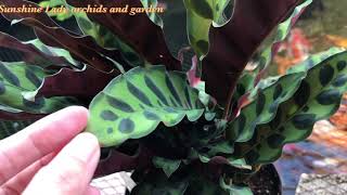 Calathea Lancifolia  Rattlesnake plant  and care tips [upl. by Baptlsta49]