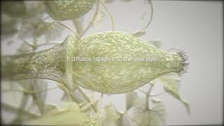 ADEPIDYN™  control on Botrytis cinerea [upl. by Aihseit]