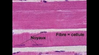 Contraction musculaire [upl. by Darnoc]