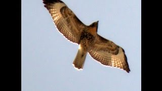 Red Tail Hawk Screeching in Flight High Above Me [upl. by Kingsley]