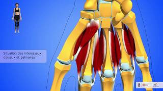 Les muscles lombricaux et interosseux de la main Laponévrose dorsale Description [upl. by Hanae619]