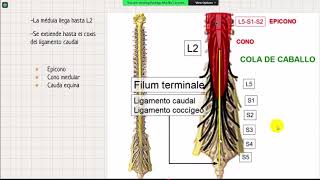 Síndromes Medulares [upl. by Ynnaj37]