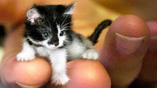 The SMALLEST CATS In The World 🐱 [upl. by Aloisia]