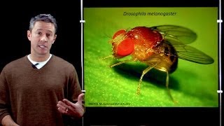 Online Developmental Biology Introduction to Drosophila [upl. by Moffitt]