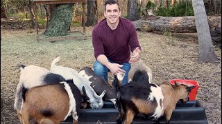 Goat Feed for Nigerian Dwarf Goats What We Feed and Why [upl. by Nylhtac]