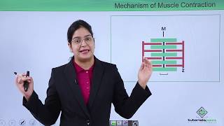 Class10th – Mechanism of muscle contraction  Locomotion and Movement  Tutorials Point [upl. by Elades]