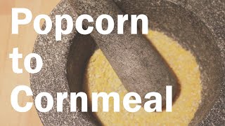 How to Make Corn Meal from Popcorn [upl. by Armstrong804]