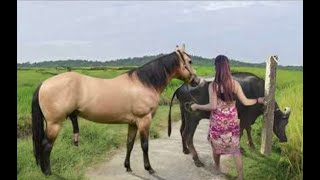 My sister training care her lovely horse in beginner 2021 [upl. by Odericus]