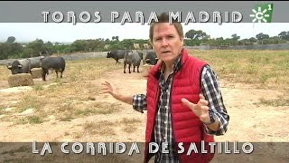 Toros de Saltillo comida previa a la lidia de Madrid ganadería centenaria  Toros desde Andalucía [upl. by Nylecyoj]