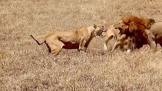 Leonas Atacan a León  Pelea Salvaje [upl. by Pryor]