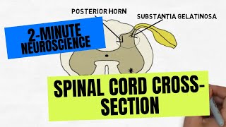 2Minute Neuroscience Spinal Cord Crosssection [upl. by Asilad]