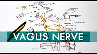 Vagus Nerve  Cranial nerve X  Head amp Neck Anatomy Tutorial [upl. by Aicemak412]