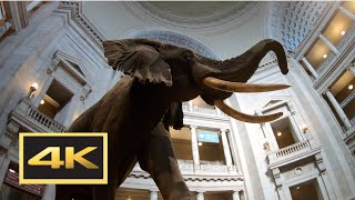 Natural History Museum New Dinosaur Exhibit Walking Tour in 4K  Washington DC [upl. by Abrahan]